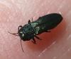 Agrilus sp.